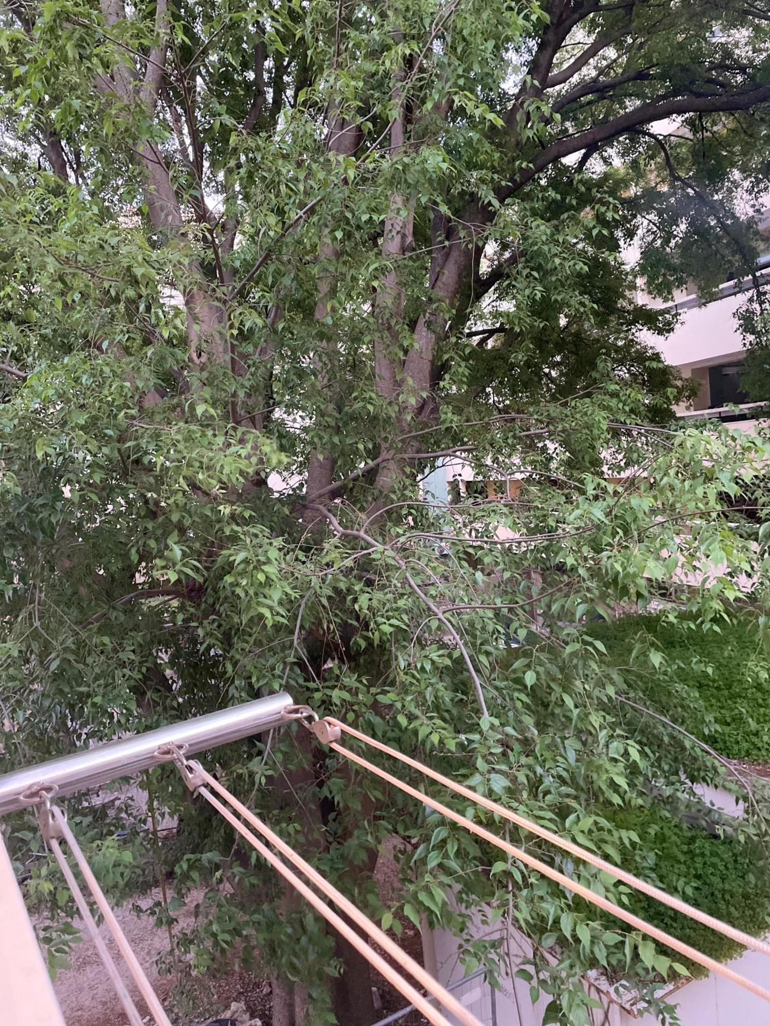 'One Tree' Apartment, Old Town Zara Esterno foto