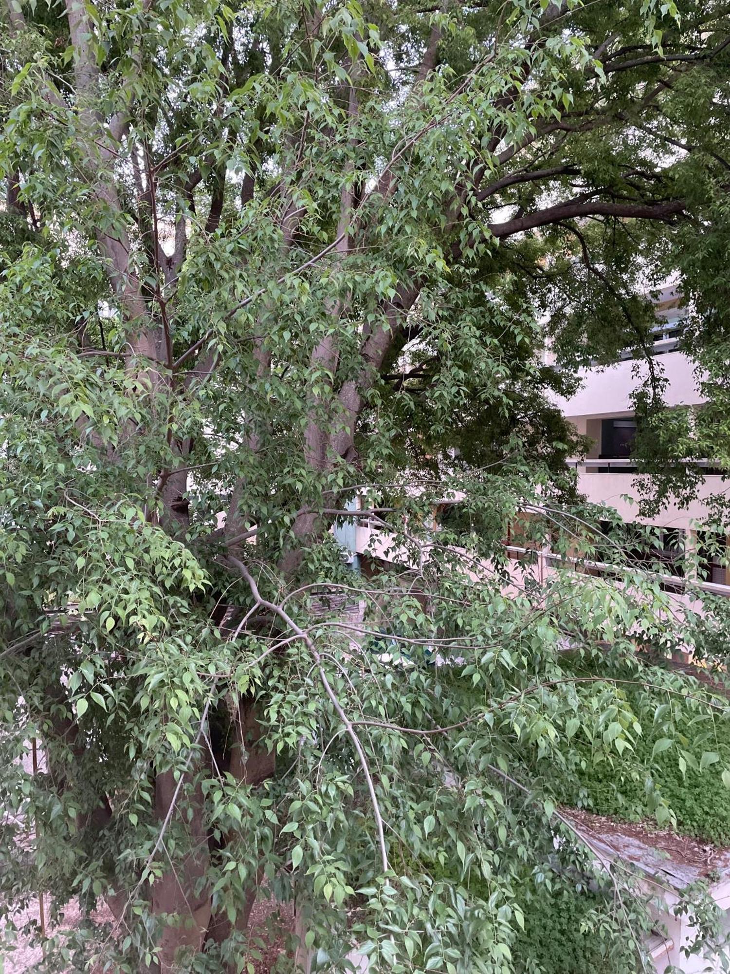 'One Tree' Apartment, Old Town Zara Esterno foto